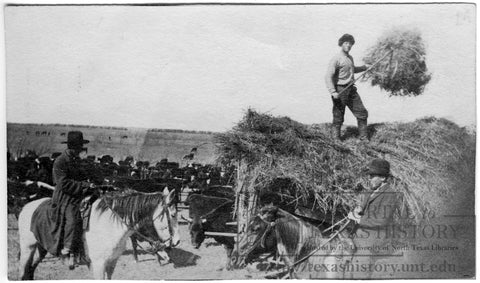 Pitching hay at Sanzenbacher Ranch in Clay County Texas in 1900.