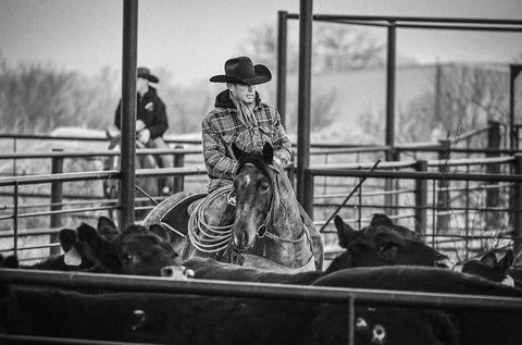 Chris sorting cattle in the pen on The Dark Side