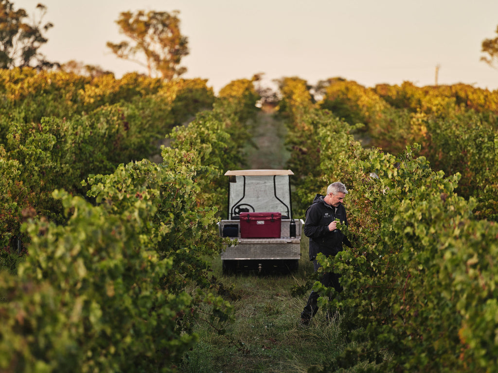 Wildberry Farm Vineyard, Wilyabrup in the Margaret River Wine Region of Australia