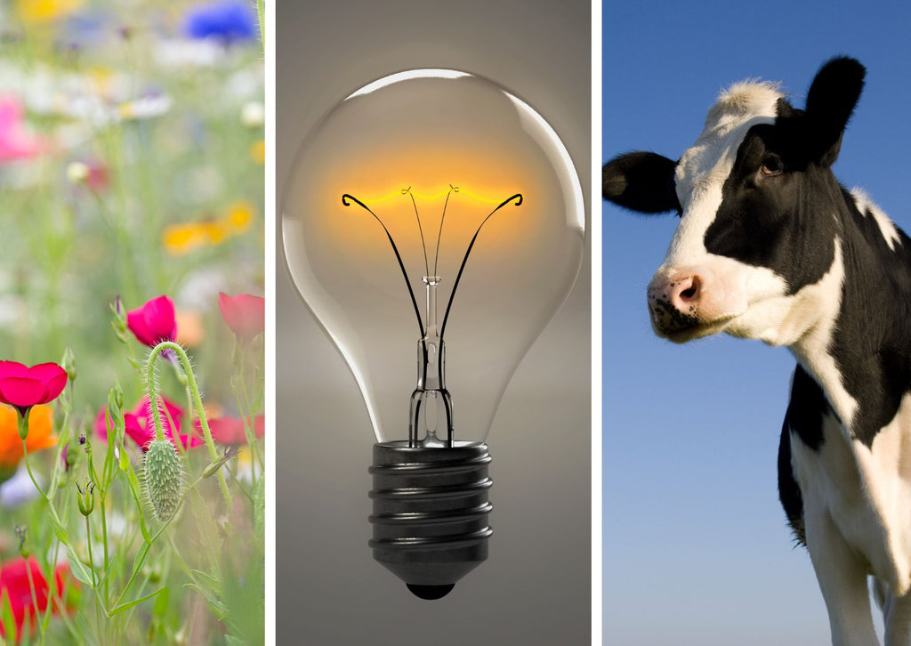 triptych of meadow flowers, a lightbulb and a cow