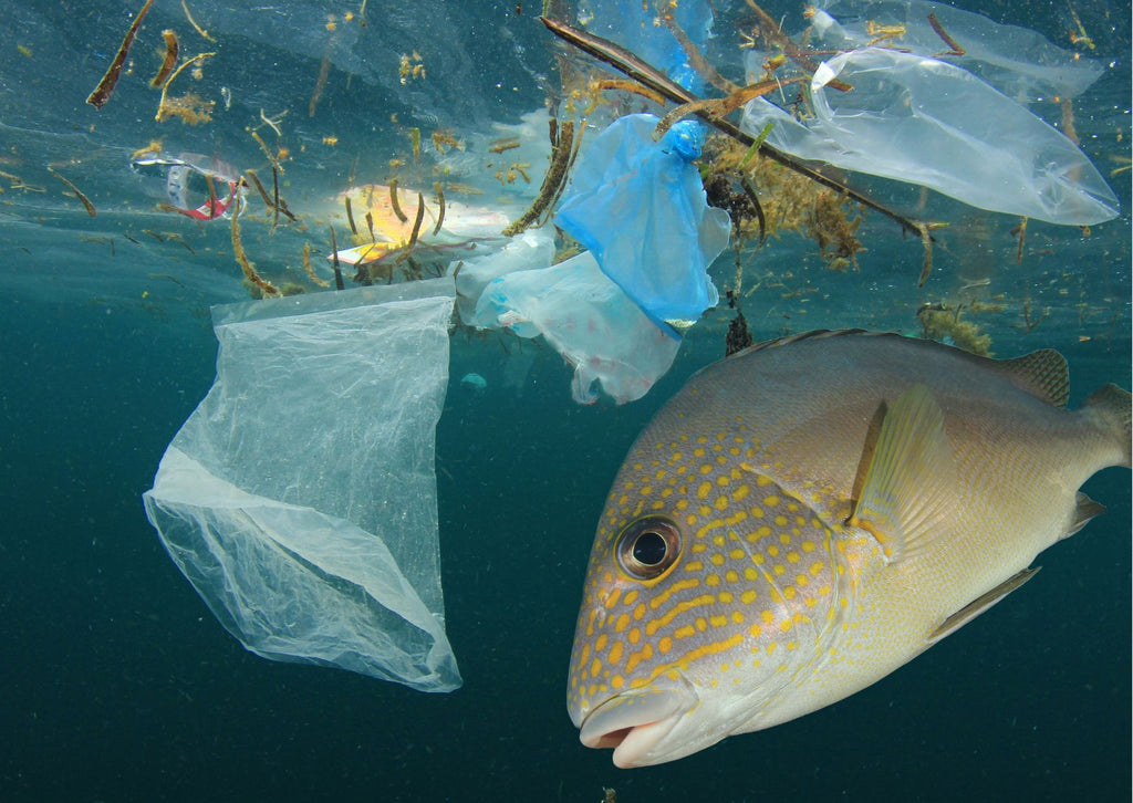 Fish swimming with plastic waste in ocean