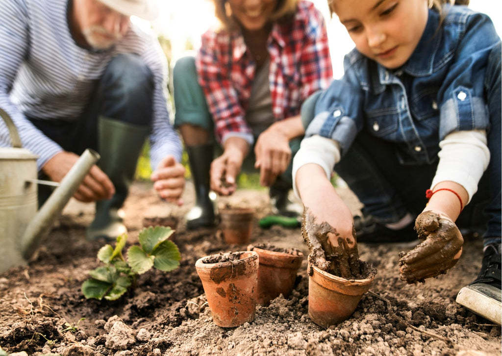 A child planting out strawberry plants