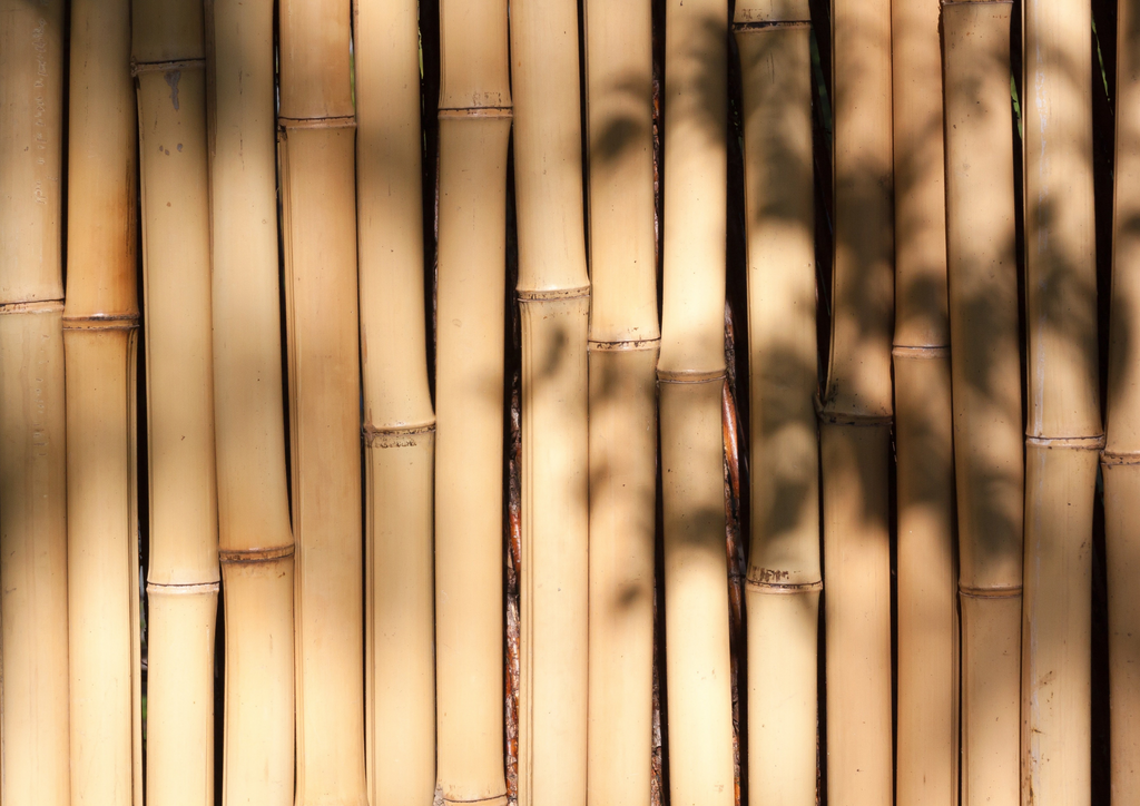 Bamboo canes lined up