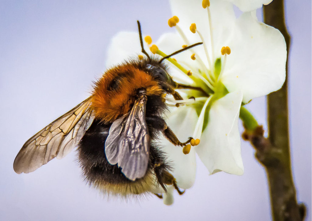 honey bee on a blossom