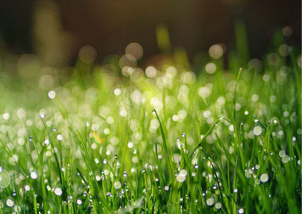green grass with dew