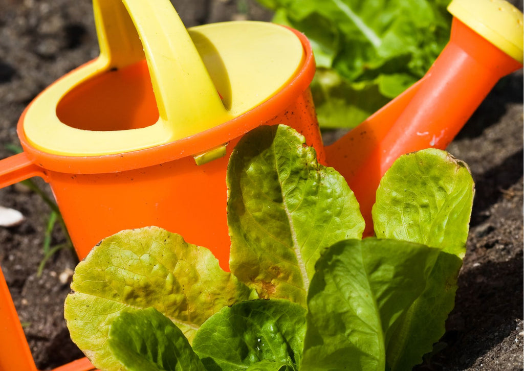 Child's watering can next to lettuce