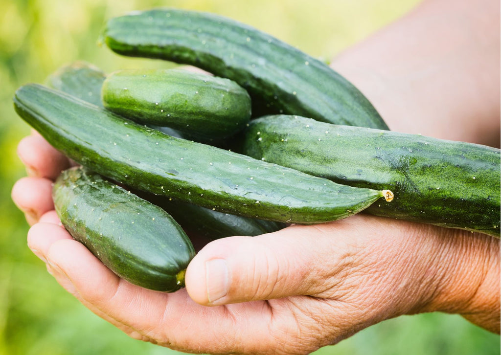 hands holding cucumbers