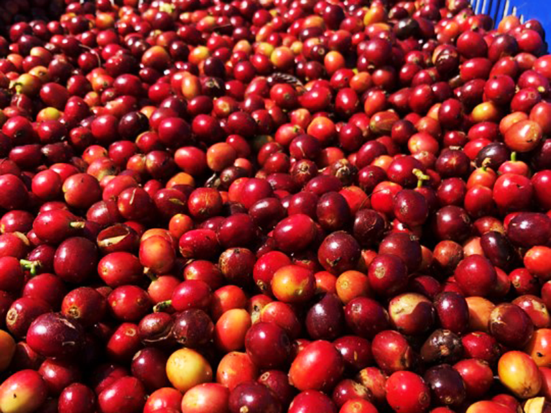 coffee-bali2.png__PID:e4bfc031-f9d2-4ccf-84f0-55067b18940f