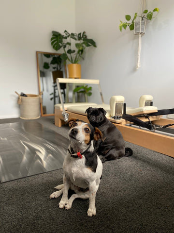 Gabi's dogs helping her with her Pilates practice