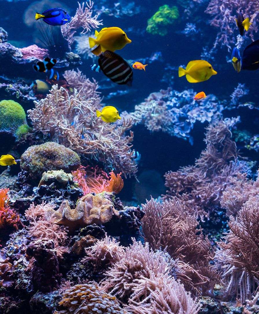 Coral Reef with Fish