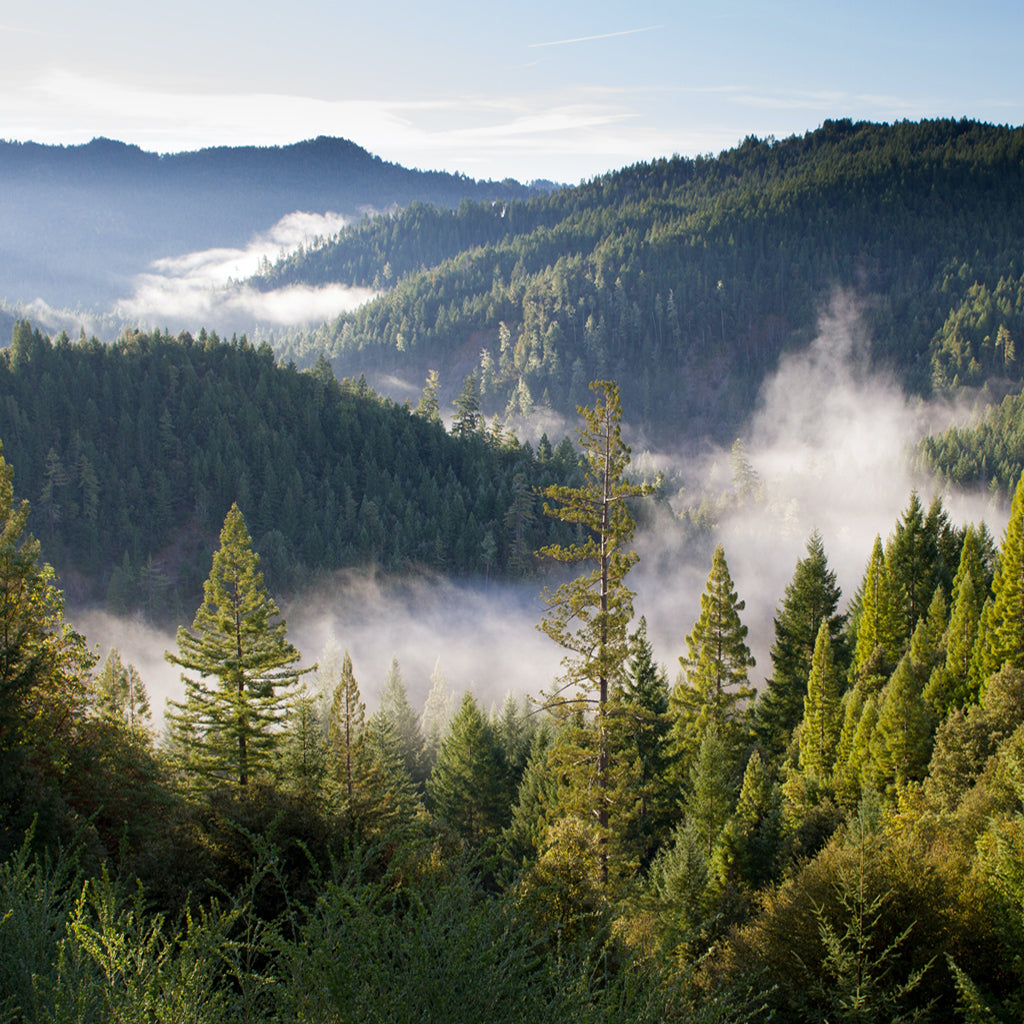 forest, green, trees, deforestation, mountains 