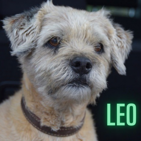 picture of Leo the dog