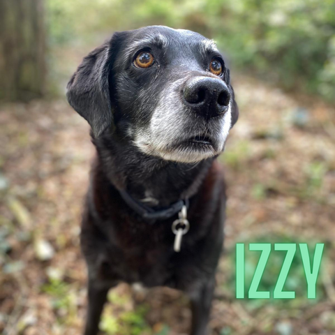 picture of Izzy the dog