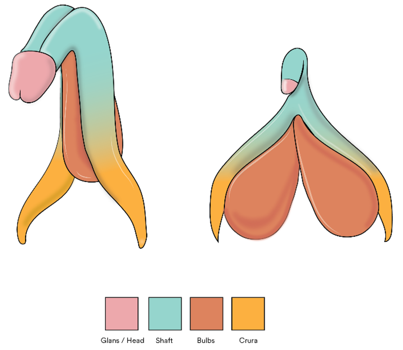 Similarities Clitoris and Penis