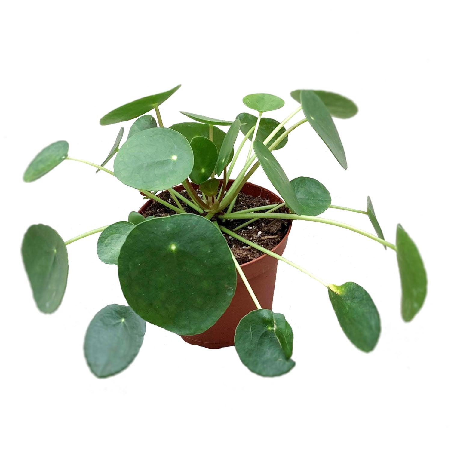 Pilea Peperomioides – Connon Nurseries Inc.