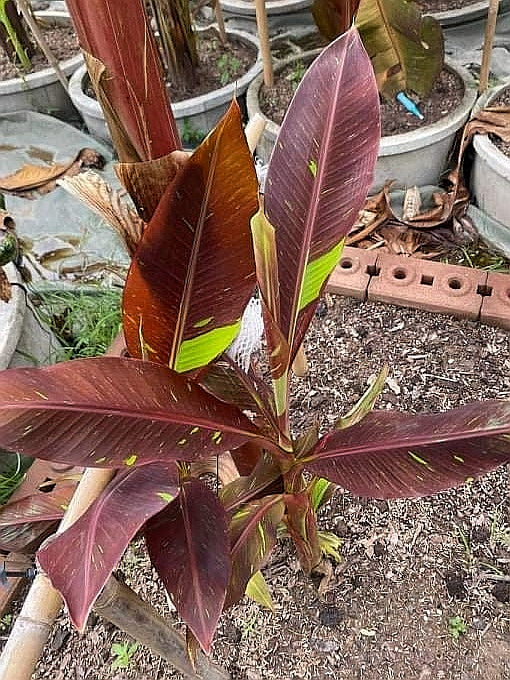 バナナ苗 ムサ サイアムルビー 3子付き 植物 | lockerdays.com