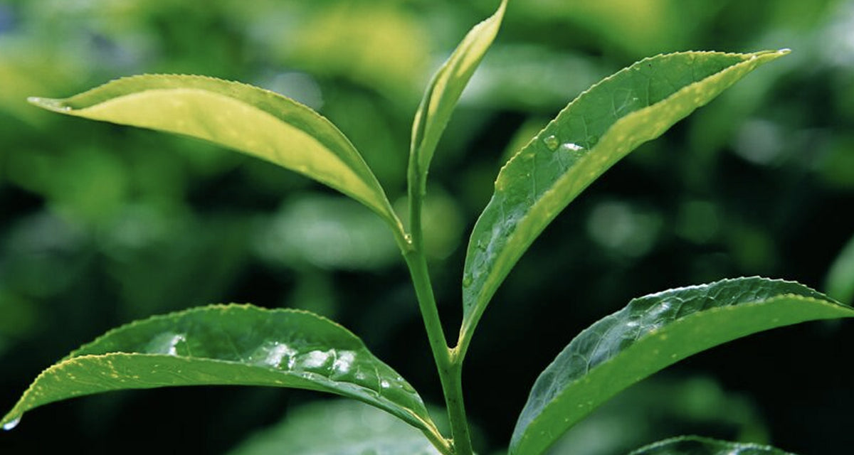 black tea plant leaves