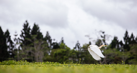 Bird flying over Nerada tea plantation located in Cairns Queensland