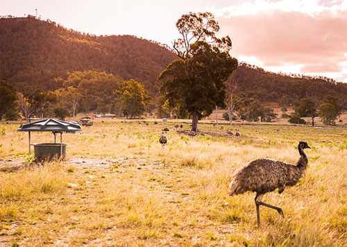 Emu next to feeding trough at farm