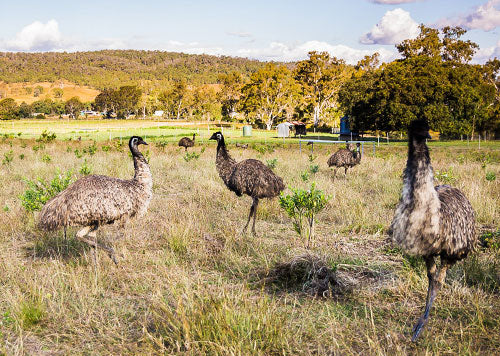 Emus roaming open pastures at farm with mountain backdrop