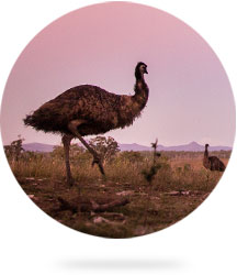 Emu on horizon with purple sunset