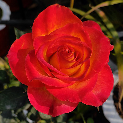 Old Garden Rose