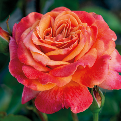 Grandiflora Rose