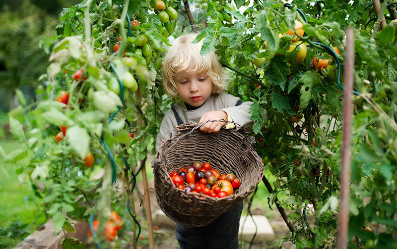 Little boy holding a basket of cherry tomatoes harvest