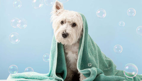 Haustier-Hundedusche liefert Warmwasser ohne Durchlauferhitzer, elektrisch