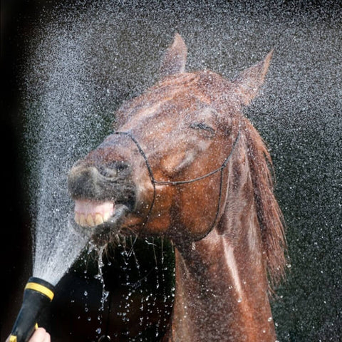 So verwenden Sie einen Warmwasserbereiter zum Waschen Ihres Pferdes