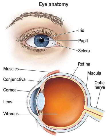 The Anatomy Of The Eye 