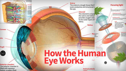 How the human eye works?