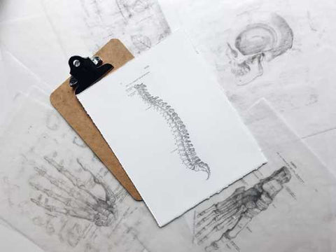 Drawing of the spine