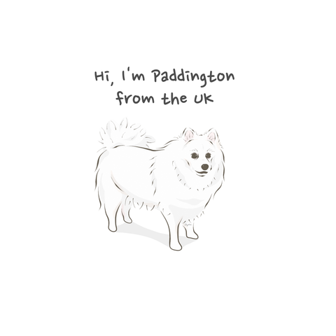 Japanese Spitz Paddington from the UK, WickedPup's PupToon Giveaway Winner.