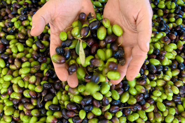 The History of Flavor Extraction Techniques: Black and Green Olives
