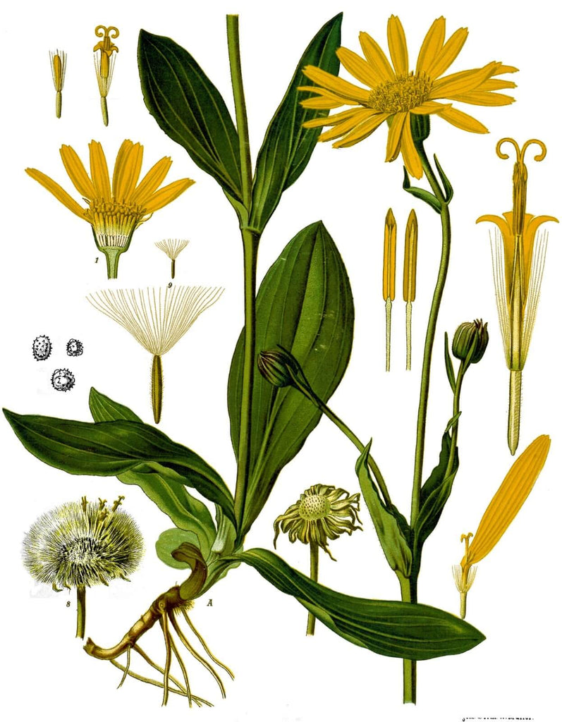 Arnica montana botanica