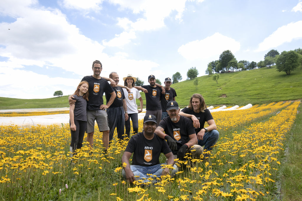 Mountain Arnica ARMO1191 team