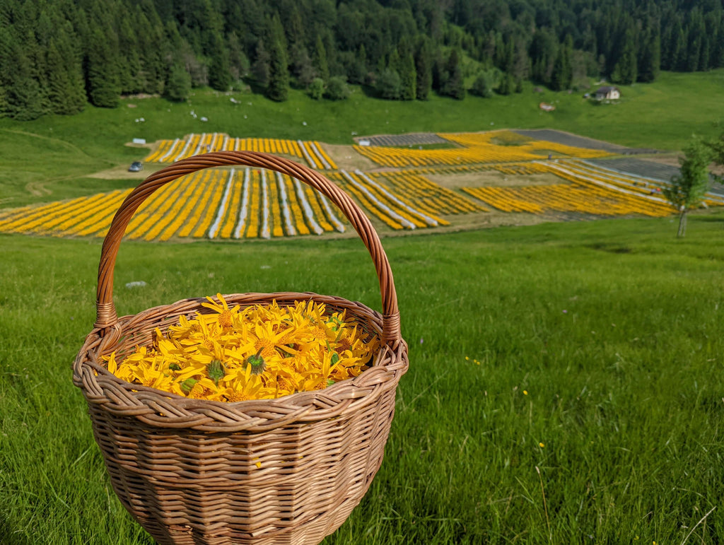 Mountain Arnica cultivation in Piancavallo