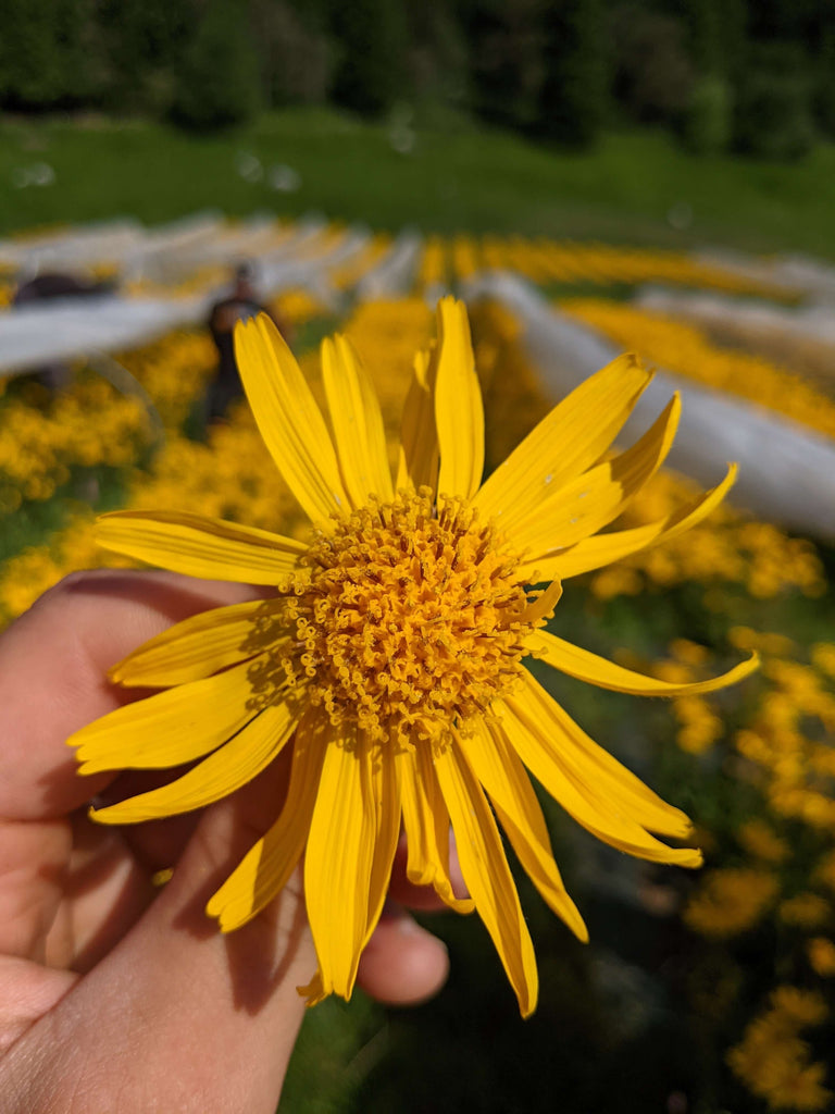 Fiore Arnica montana Piancavallo