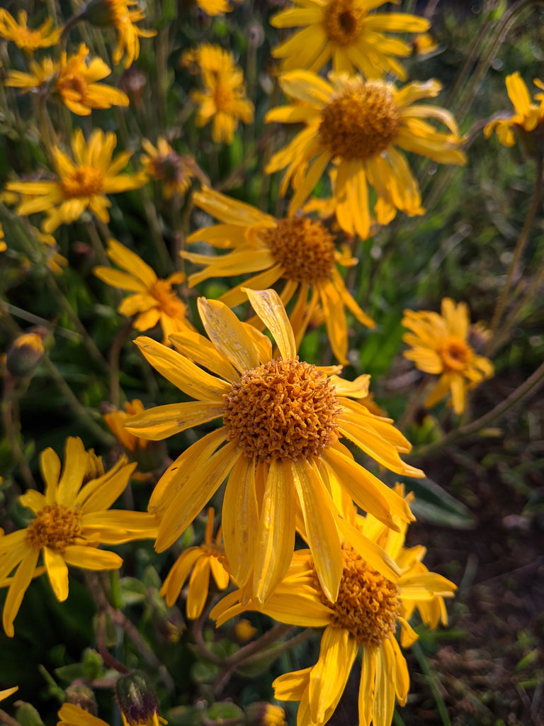 Quali sono i fiori di Arnica montana