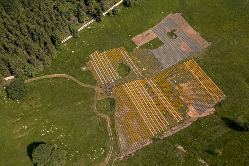Mountain Arnica cultivation in Piancavallo