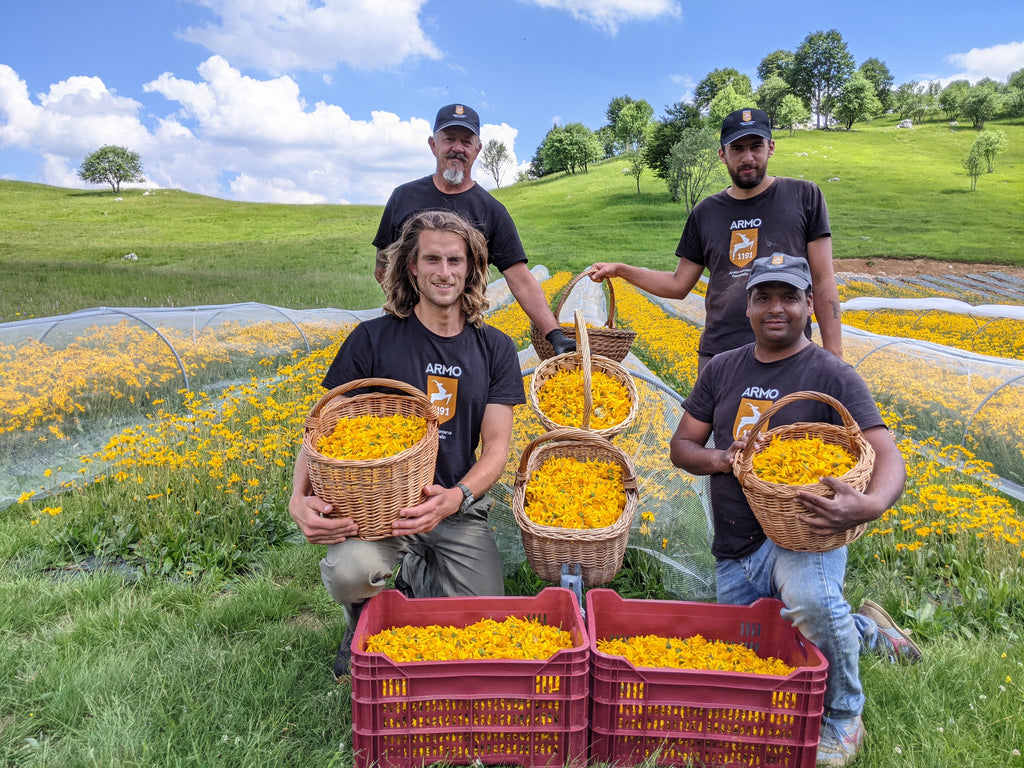 Raccolta Arnica montana Piancavallo