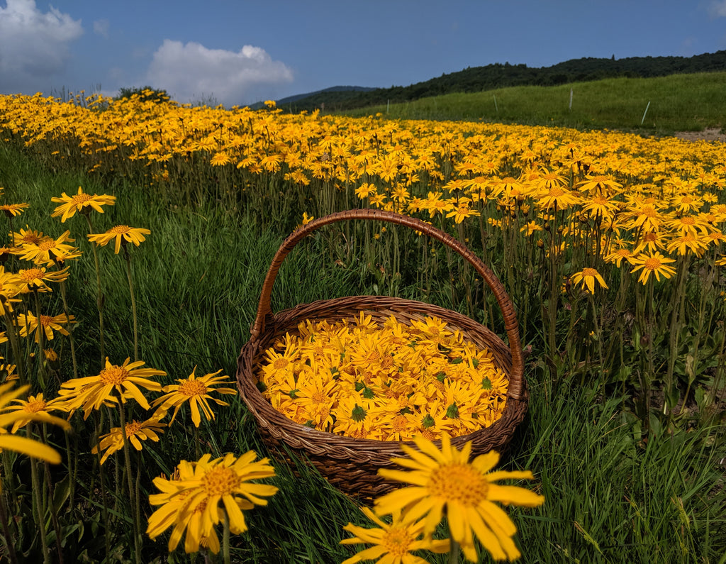 Raccolta Arnica montana fiori Piancavallo