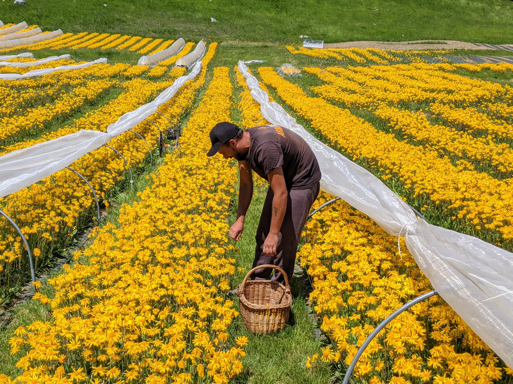 Raccolta Arnica montana 2021