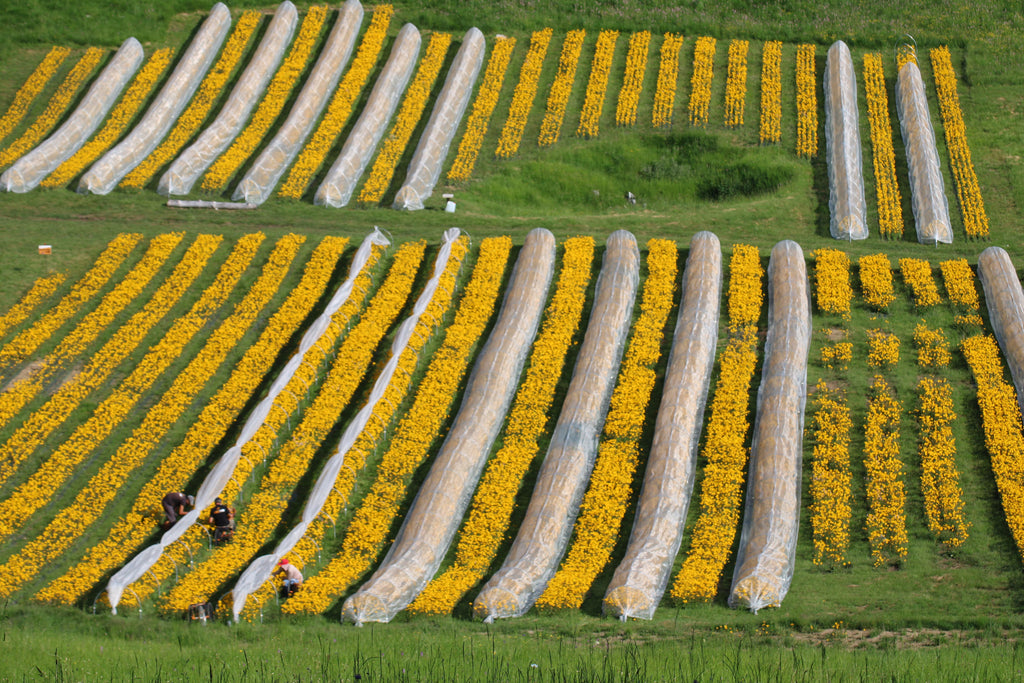 Filari Arnica montana piancavallo