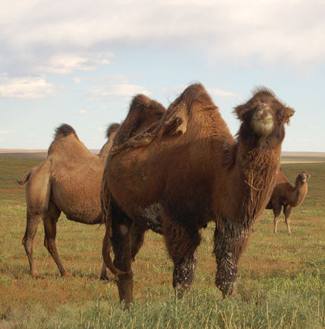 Billede af den to-puklede mongolske kamel