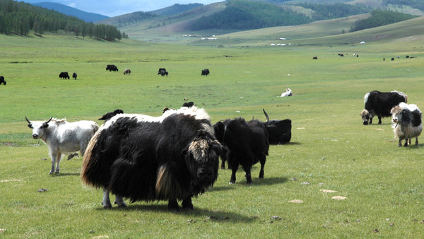 yak uld og dets egenskaber