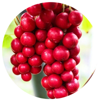 SCHISANDRA