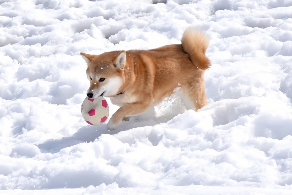 犬は寒さに強いの？