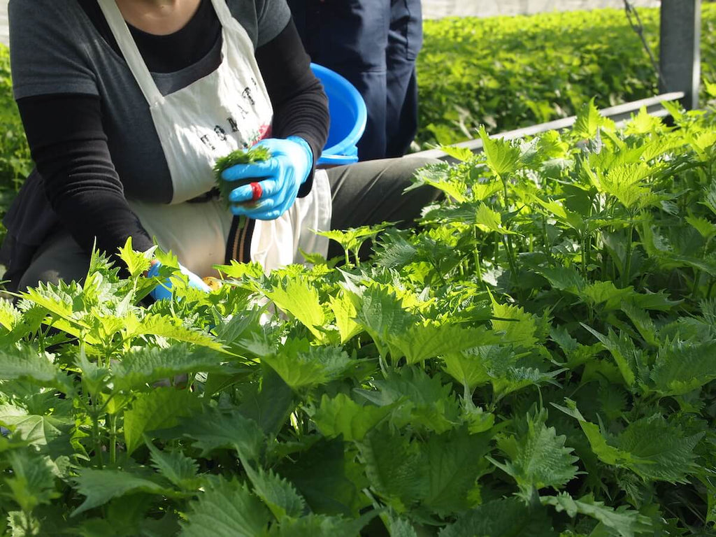 不合格蔬菜 粮食损失 可持续发展目标举措